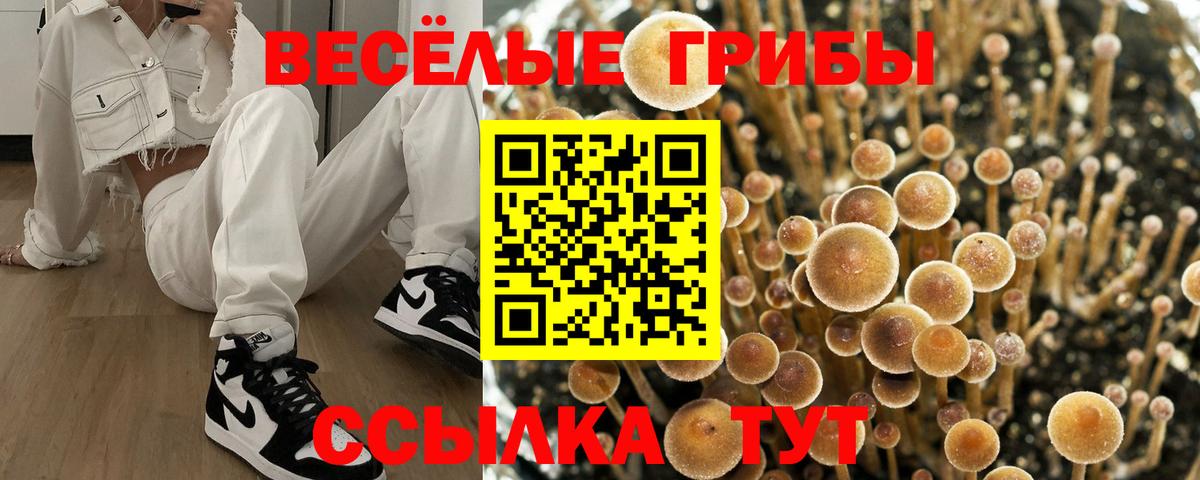 Звенигород  Псилоцибиновые грибы Psilocybine cubensis  Вход с VPN 